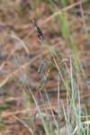 Barratt's sedge